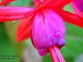 2003-1126fuschia